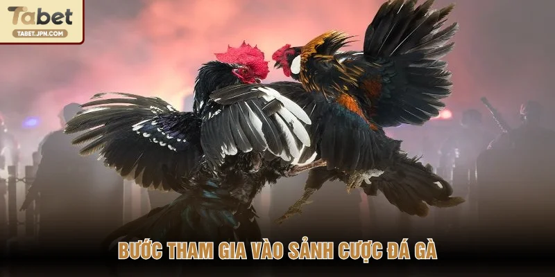 Bước tham gia vào sảnh cược đá gà
