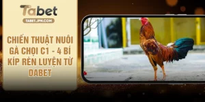 Chiến Thuật Nuôi Gà Chọi C1 - 4 Bí Kíp Rèn Luyện Từ DABET