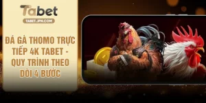 Đá Gà Thomo Trực Tiếp 4K TABET - Quy Trình Theo Dõi 4 Bước