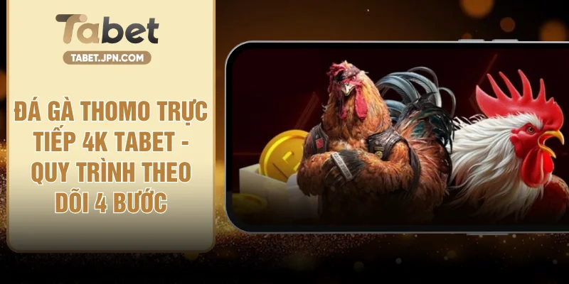 Đá Gà Thomo Trực Tiếp 4K TABET - Quy Trình Theo Dõi 4 Bước