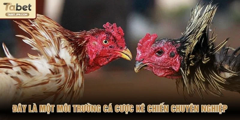 Đây là một môi trường cá cược kê chiến chuyên nghiệp