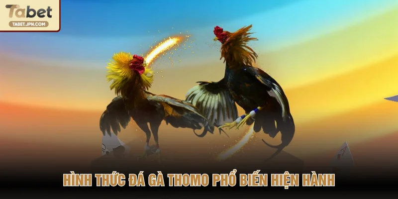 Hình thức đá gà Thomo phổ biến hiện hành