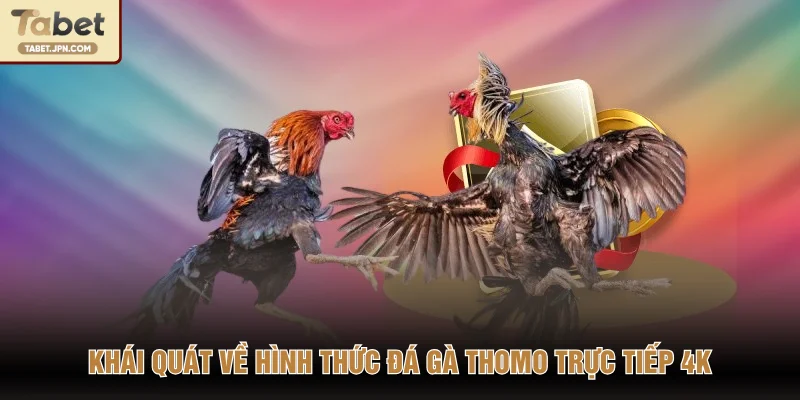 Khái quát về hình thức đá gà Thomo trực tiếp 4K