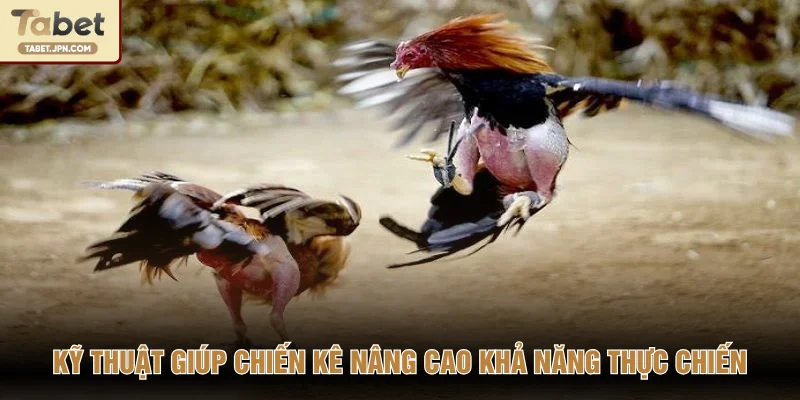 Kỹ thuật giúp chiến kê nâng cao khả năng thực chiến