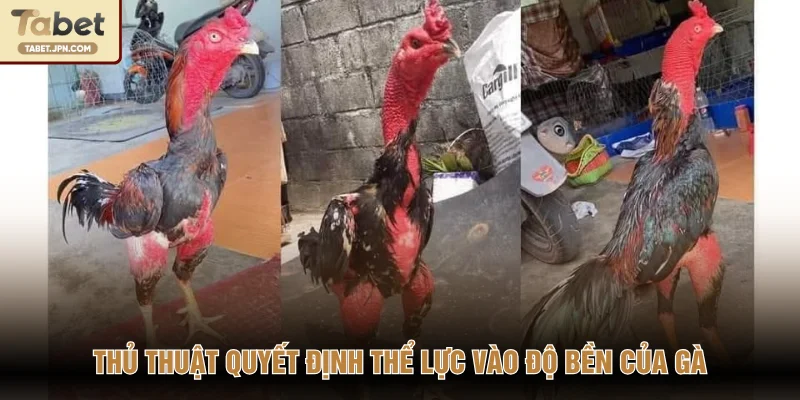 Thủ thuật quyết định thể lực vào độ bền của gà