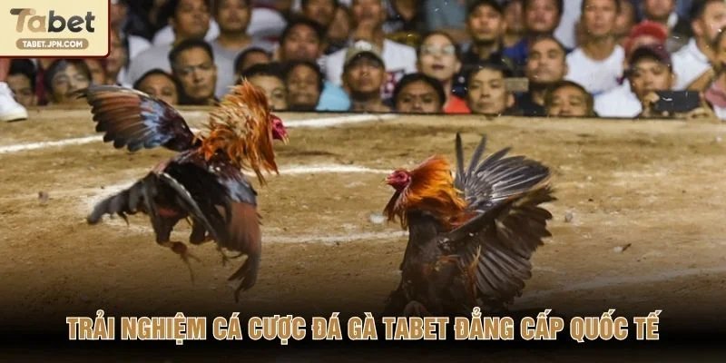 Trải nghiệm cá cược đá gà TABET đẳng cấp quốc tế