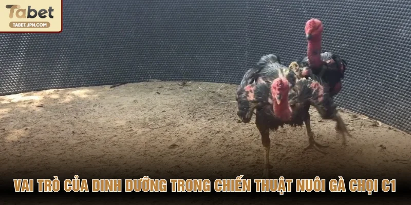 Vai trò của dinh dưỡng trong chiến thuật nuôi gà chọi C1